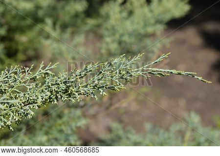 Juniper Hetzii Green Branch In The Spring