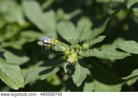 Blue Potato Bush Flower Buds In The Garden
