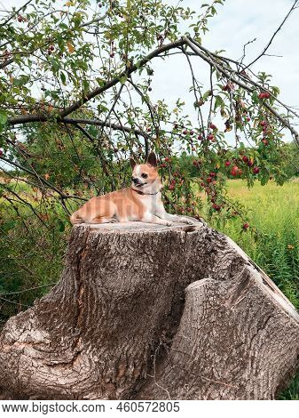 Shot Of Chihuahua Dog Sitting On A Giant Stump Near The Trr With Red Fruits. Nature Background