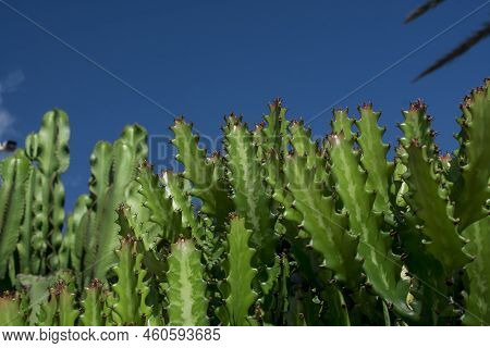 Euphorbia Resinifera Cactus With Blue Sky