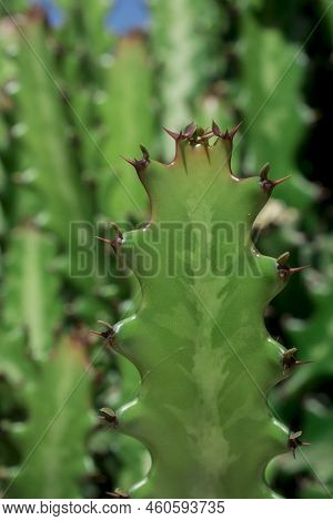 Euphorbia Resinifera Cactus With Blue Sky