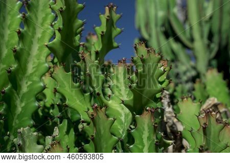 Euphorbia Resinifera Cactus With Blue Sky