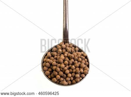 Coriander Is An Annual Herb, Coriandrum Sativum, Related To Parsley And Sometimes Referred To As Cil