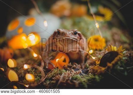 Pretty Smooth-sided Toad With Beautiful Haloween Decoration