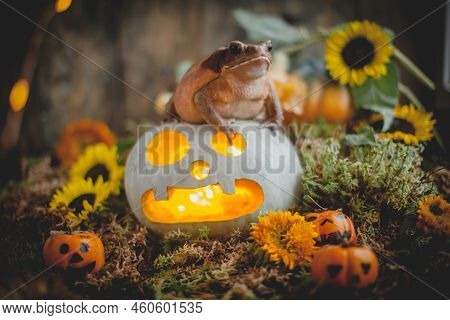 Pretty Smooth-sided Toad With Beautiful Haloween Decoration
