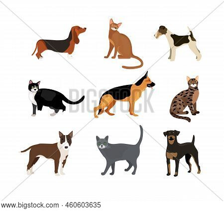 Cats And Dogs Vector Illustration Showing Different Breeds Including A Rottweiler  Fox Terrier  Bloo