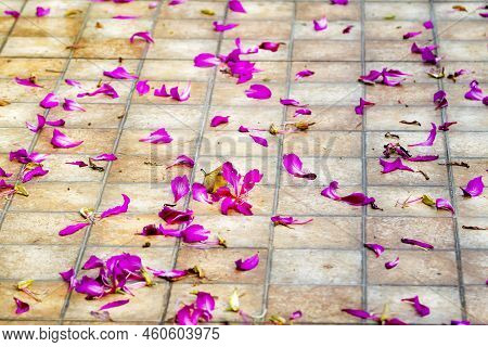 Bauhinia Blakeana Fower Beautiful Blooming On Garden In Village Of Rural Thailand.