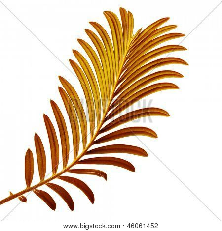 Couleur des feuilles de palmier isolé sur fond blanc