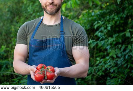 Cropped View Of Man Harbester With Tomato Bunch