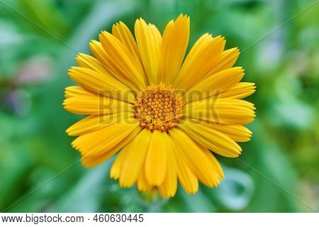 Blossoming Orange Marigold Flower Close-up On A Green Meadow. Мedicinal Plants.