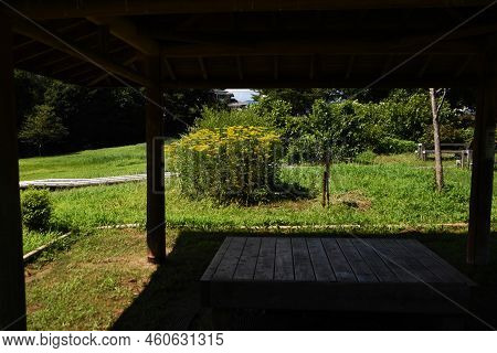 Golden Lace Flowers. Valerianaceae Perennial Plants. Many Small Yellow Flowers Bloom At The Tip Of T