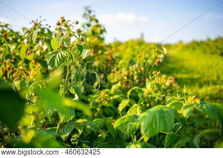 Branches Of Ripe Red Juicy Raspberry In Raspberry Self-picking Plantation In Czech Republic