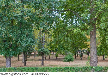 Large Green Wood Area Park In Indjija Town Vojvodina