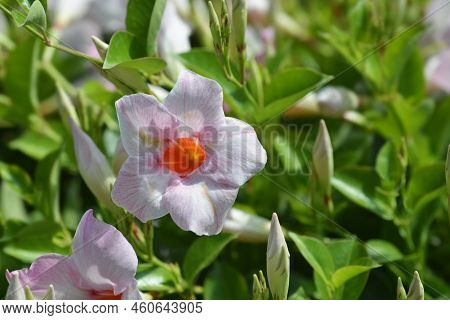 Rocktrumpet Tropical Coast Pink Flowers In The Garden