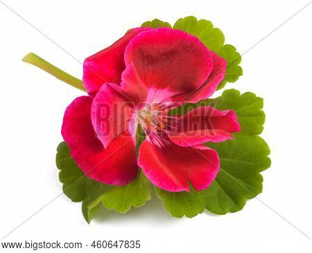 Red Pelargonium Flower  Isolated On White Background