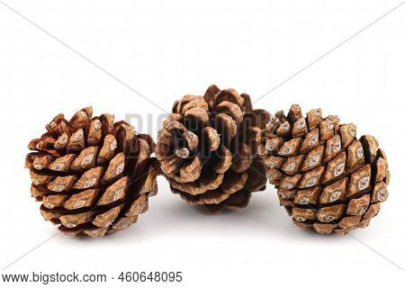 Dried Pinecones Isolated On A White Background