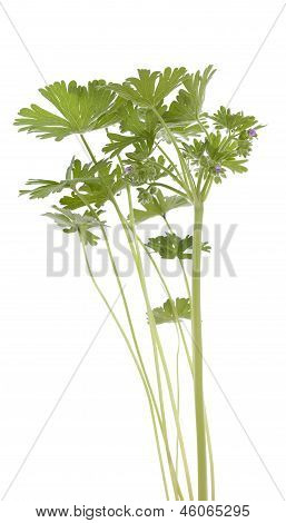 Geranium