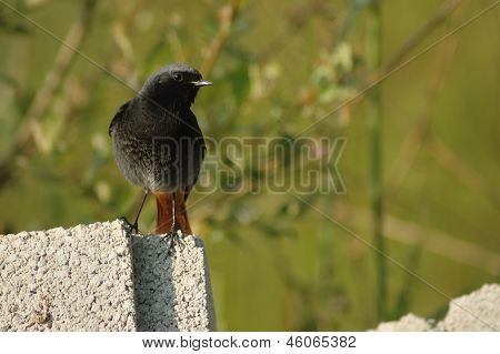 Rehek domácí (phoenicurus Ochruros)