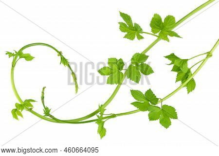 Hop Branches With Green Leaves, For Sale, Advertising, Floral Design And Decor. Isolated. Fresh Hop 