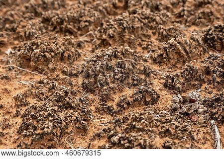 Ancient Crust On The Desert Floor Of Canyonlands National Park