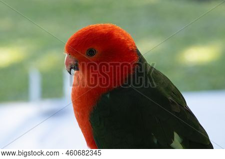 Closeup Of A Wild Male Australian King Parrots (alisterus Scapularis), Against A Soft Green Backgrou