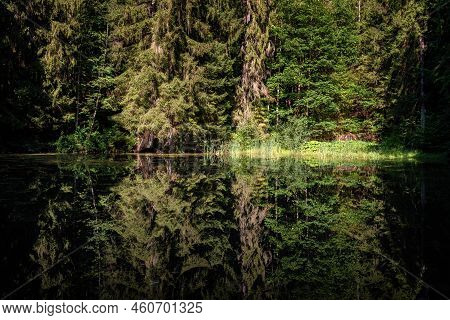 Reflection Of Coniferous And Deciduous Trees On The Quiet Water Surface Of A Lake In The Colorful Fo