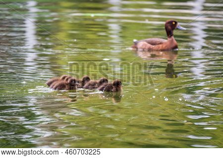Female Tufted Duck Swims With Her Ducklings In Green Lake Water. A Beautiful Female Tufted Duck, Ayt