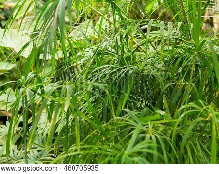 Full Framed Photo Of Cyperus Alternifolius, Umbrella Papyrus, Umbrella Sedge Or Umbrella Palm. Green