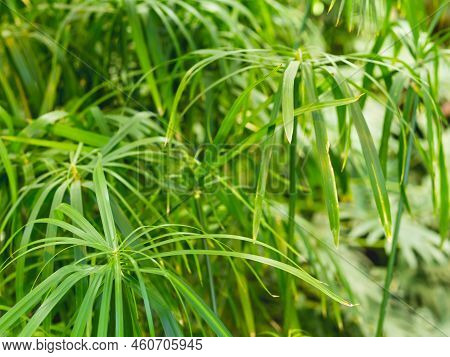 Full Framed Photo Of Cyperus Alternifolius, Umbrella Papyrus, Umbrella Sedge Or Umbrella Palm. Green