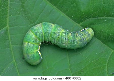 Zuckerrüben Armyworm Larven auf grünes Blatt In der Wildnis