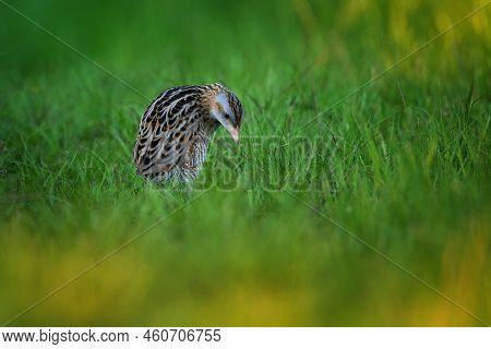 The Corn Crake Or Corncrake Or Landrail Is A Bird In The Rail Family