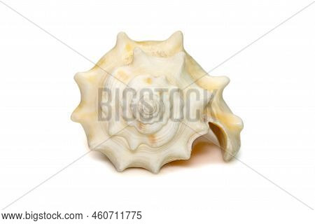 Image Of Strombus Alatus Sea Shell, The Florida Fighting Conch, Is A Species Of Medium-sized, Warm-w