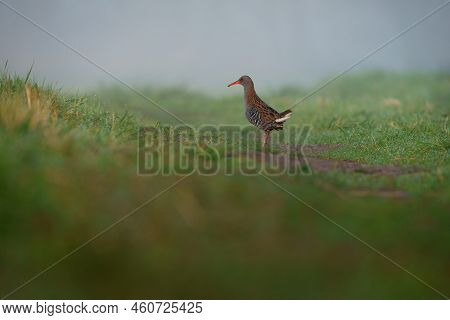 The Water Rail Or Rallus Aquaticus Is A Bird Of The Rail Family Which Breeds In Well Vegetated Wetla