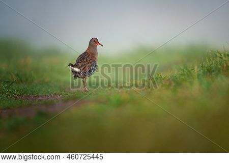 The Water Rail Or Rallus Aquaticus Is A Bird Of The Rail Family Which Breeds In Well Vegetated Wetla