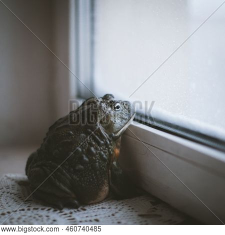 The African Bullfrog, Adult Male Sitting In Front Of Window