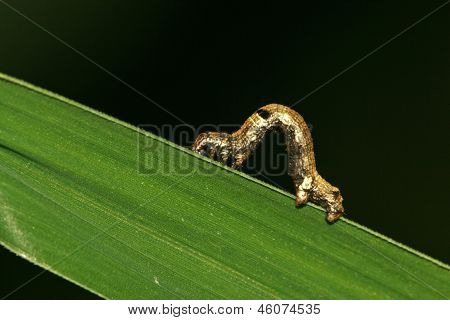 Ceometrid