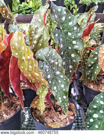 Tri Color Angel Wing Begonia Leaves Close Up