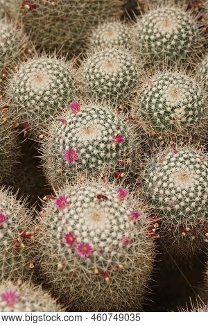 Detailed Closeup On The Mexican Twin Spined Cactus, Mammillaria Geminispina With It's Carmine Pink F