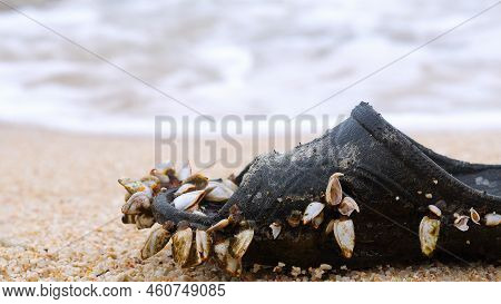 Barnacles Mollusks Lived On A Rubber Shoe On The Sea Beach. Unity Of Nature And Man. Sea Creatures H
