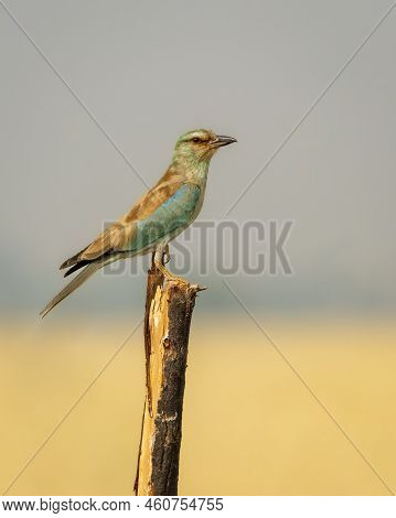Wild Multi Color Bird Eurasian Or European Roller Or Coracias Garrulus Closeup Or Portrait Perched O