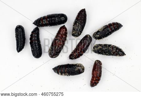 Moth Butterfly Pupae Isolated On White. Brythis Crini Noctuidae. Breeding Butterflies. Lepidoptera. 