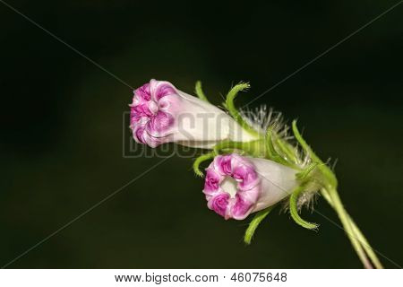 Blomster
