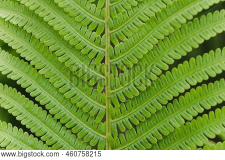 Fresh Green Fern Backgrounds. Big Green Leaf In The Field Closeup. Tropical Foliage In Nature Landsc