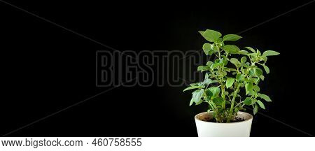 Balsamine, Impatiens Plant In A White Pot Isolated On A Black Background. Potted Tropical Houseplant