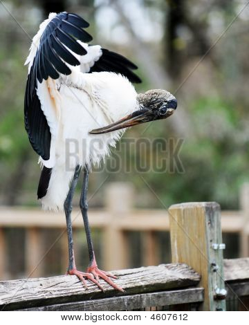 Preening dřevo čáp