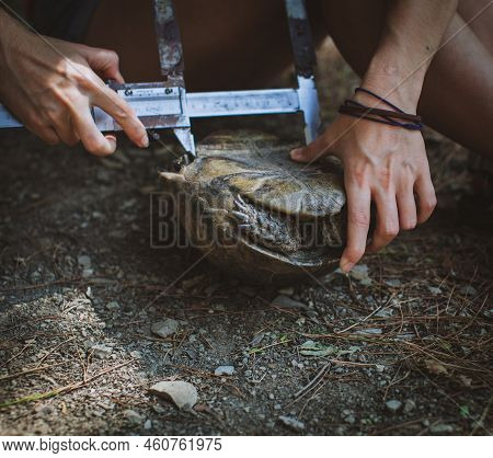 Female Hands Of Scientist Biologist Zoologist Takes Mensuration Of Mediterranean Tortoise By Zoologi