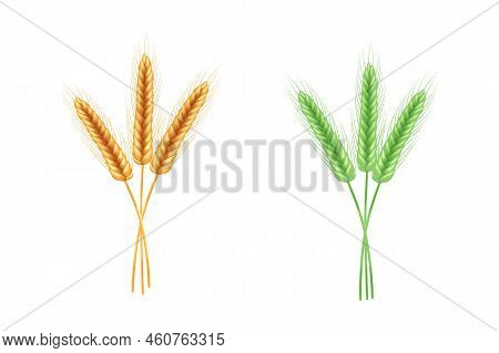Realistic Illustration Of Seed Plants,organic Farming Farming.ripe Spikelets Of Wheat With Grains,ea