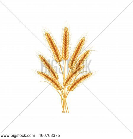 Realistic Illustration Of Seed Plants,organic Farming Farming.ripe Spikelets Of Wheat With Grains,ea