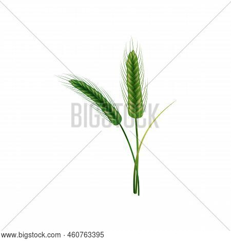 Realistic Illustration Of Seed Plants,organic Farming Farming.ripe Spikelets Of Wheat With Grains,ea