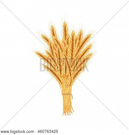 Realistic Illustration Of Seed Plants,organic Farming Farming.ripe Spikelets Of Wheat With Grains,ea